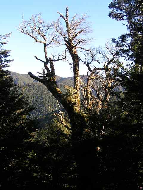 NZ leden-unor 2006 215.jpg
